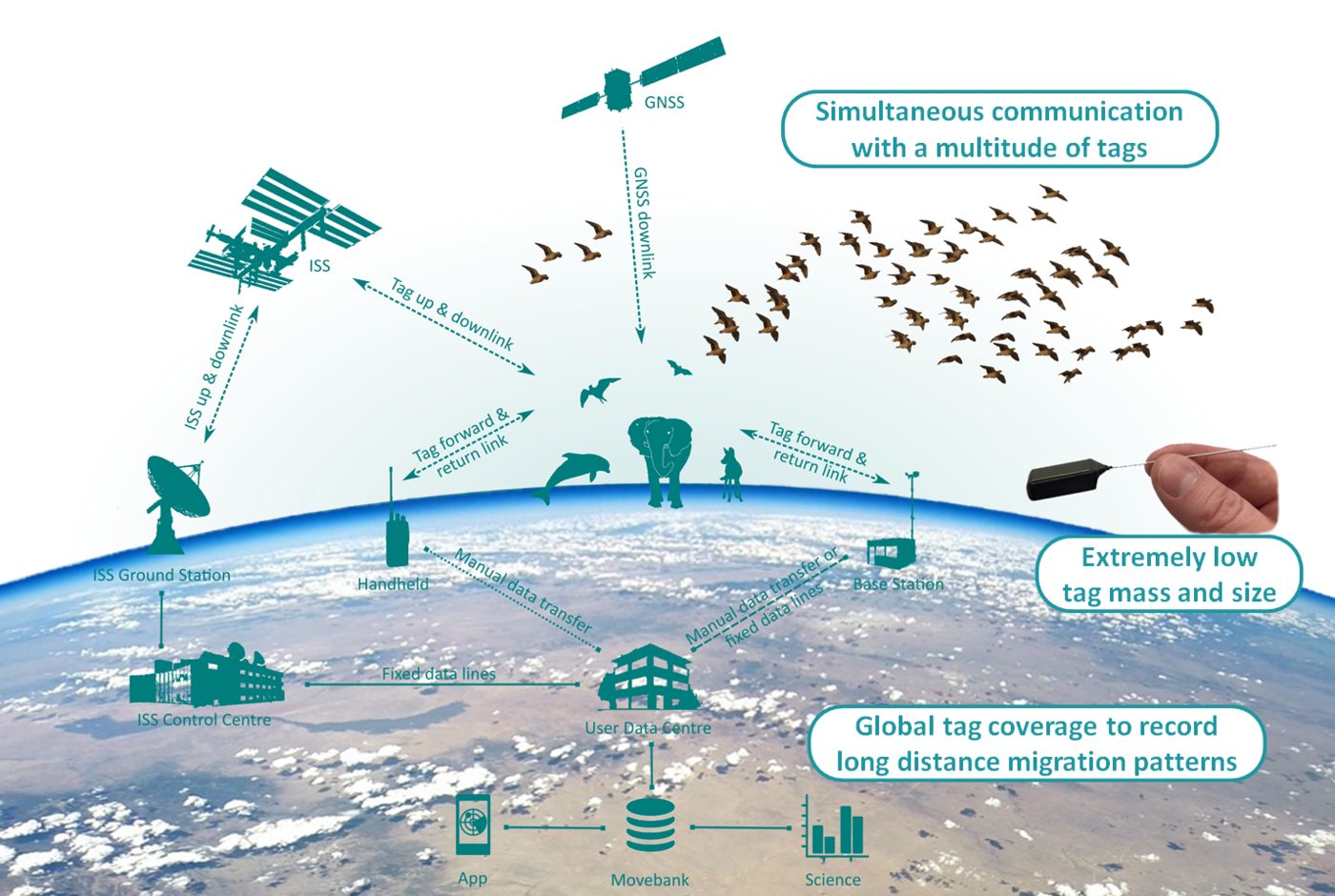 Schema des ICARUS-Systems: Sender an Tieren, GNSS, ISS, Bodenstation, User Data Centre, Movebank (Bild: MPI für Ornithologie)